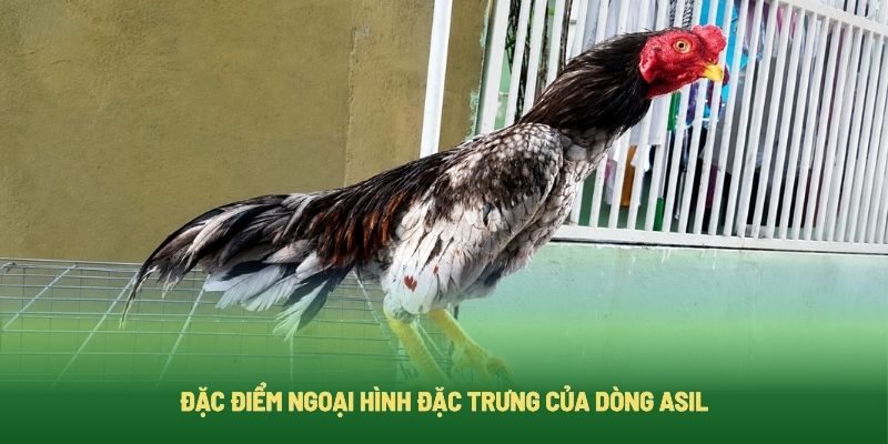 Đặc Điểm Ngoại Hình Đặc Trưng Của Dòng Asil Đặc Điểm Ngoại Hình Đặc Trưng Của Dòng Asil