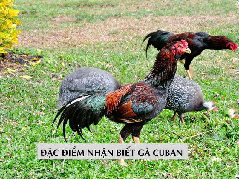 Đặc điểm nhận biết gà cu ban Đặc điểm nhận biết gà cu ban