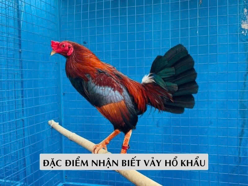 Đặc Điểm Nhận Biết Vảy Hổ Khẩu Ngay Lần Đầu Nhìn Thấy Đặc Điểm Nhận Biết Vảy Hổ Khẩu Ngay Lần Đầu Nhìn Thấy