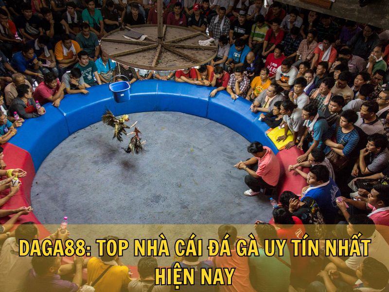 Daga88: Top Nhà Cái Đá Gà Uy Tín Nhất Hiện Nay Daga88: Top Nhà Cái Đá Gà Uy Tín Nhất Hiện Nay