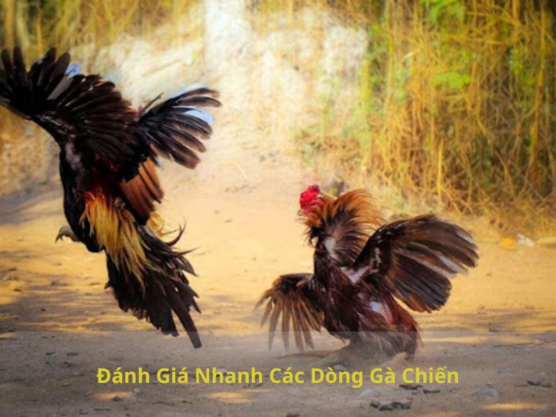 Đánh Giá Nhanh Các Dòng Gà Chiến