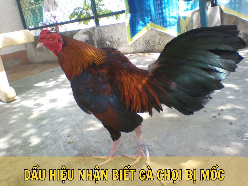 Dấu Hiệu Nhận Biết Gà Chọi Bị Mốc