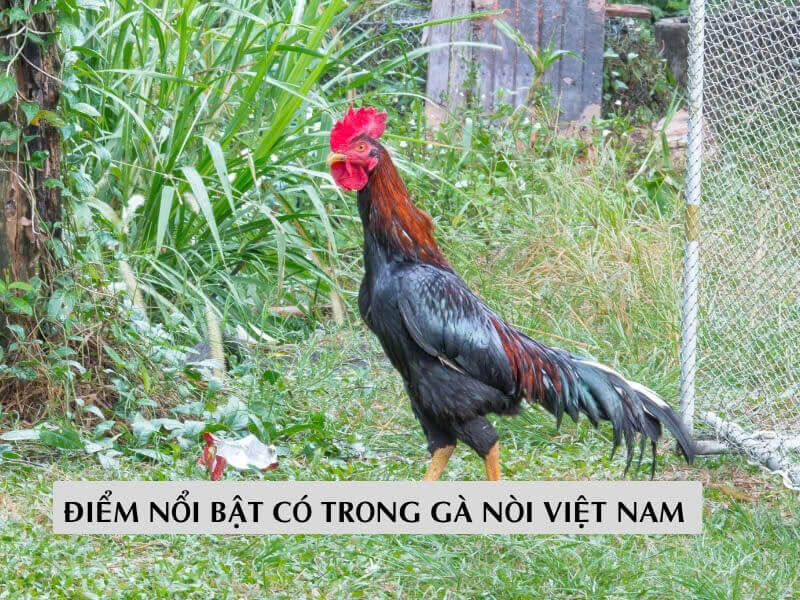 Điểm nổi bật có trong gà nòi Việt Nam