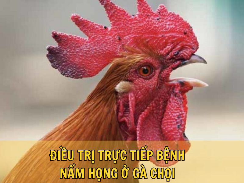 Điều Trị Trực Tiếp Bệnh Nấm Họng Ở Gà Chọi Điều Trị Trực Tiếp Bệnh Nấm Họng Ở Gà Chọi