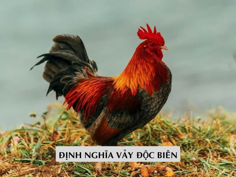 Định Nghĩa Vảy Độc Biên Định Nghĩa Vảy Độc Biên
