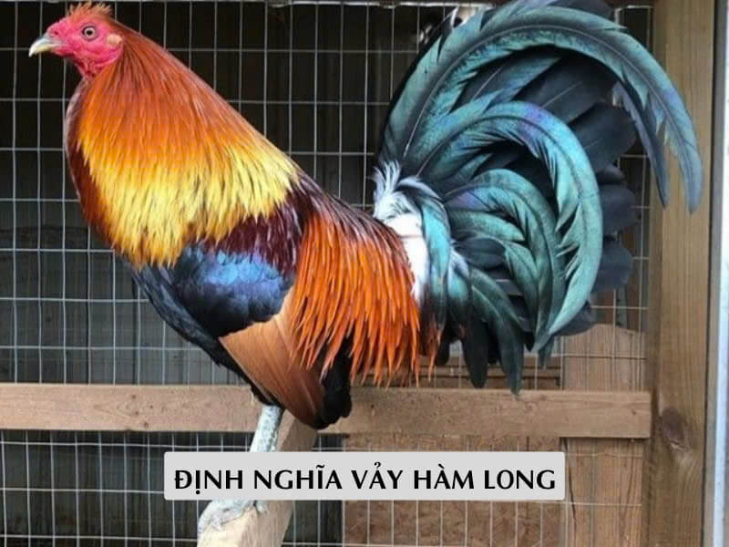 Định Nghĩa Vảy Hàm Long Định Nghĩa Vảy Hàm Long