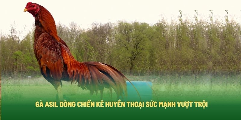 Gà Asil Dòng Chiến Kê Huyền Thoại Sức Mạnh Vượt Trội