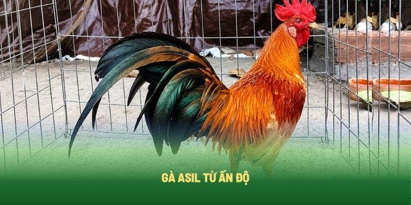 Gà Asil có nguồn gốc từ Ấn Độ Gà Asil có nguồn gốc từ Ấn Độ