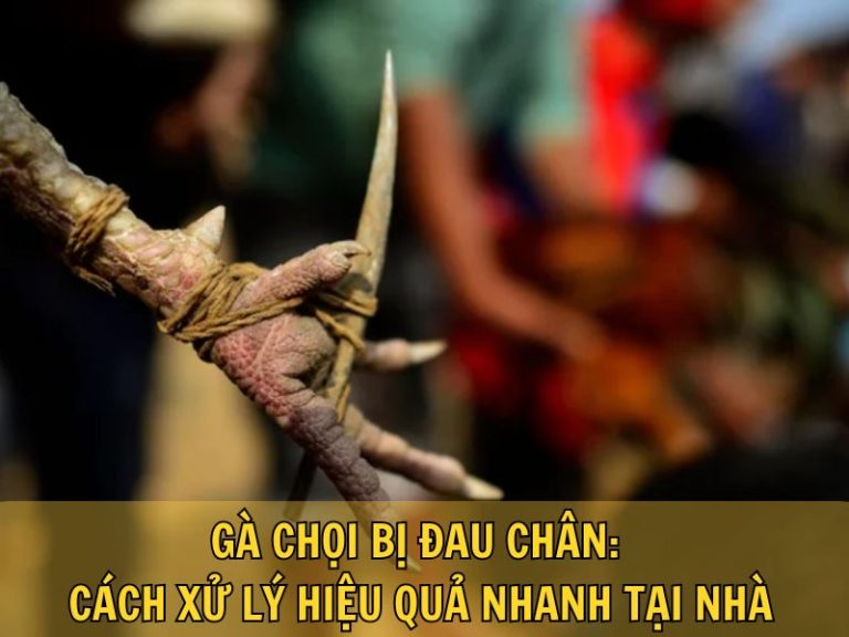 Gà Chọi Bị Đau Chân: Cách Xử Lý Hiệu Quả Nhanh Tại Nhà