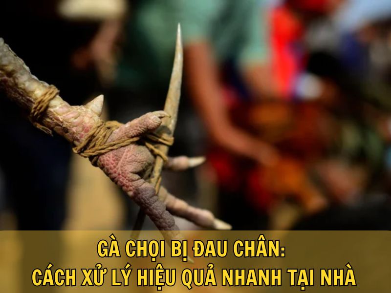 Gà Chọi Bị Đau Chân: Cách Xử Lý Hiệu Quả Nhanh Tại Nhà