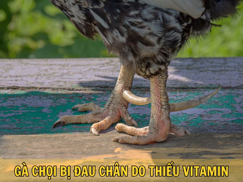 Gà Chọi Bị Đau Chân Do Thiếu Vitamin Gà Chọi Bị Đau Chân Do Thiếu Vitamin