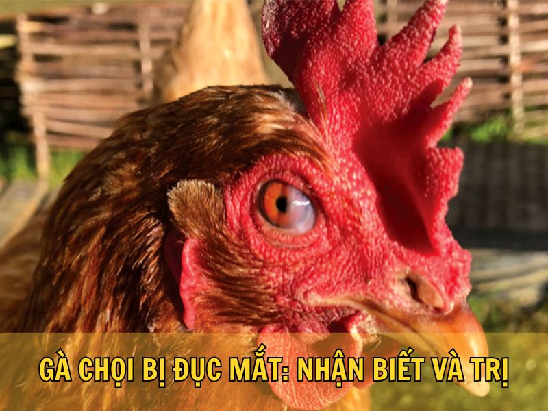 Gà Chọi Bị Đục Mắt: Nhận Biết Và Trị