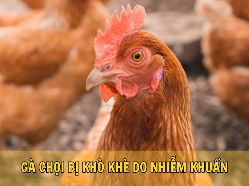 Gà Chọi Bị Khò Khè Do Nhiễm Khuẩn Gà Chọi Bị Khò Khè Do Nhiễm Khuẩn