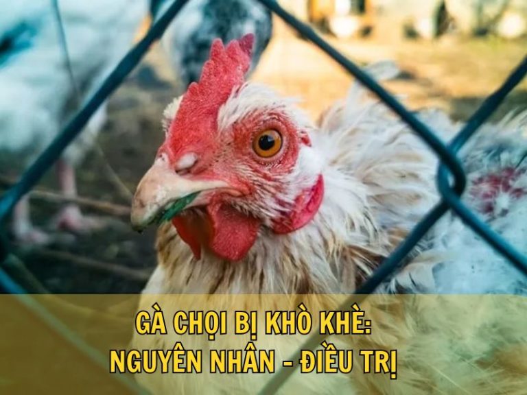 Gà Chọi Bị Khò Khè: Nguyên Nhân - Điều Trị 