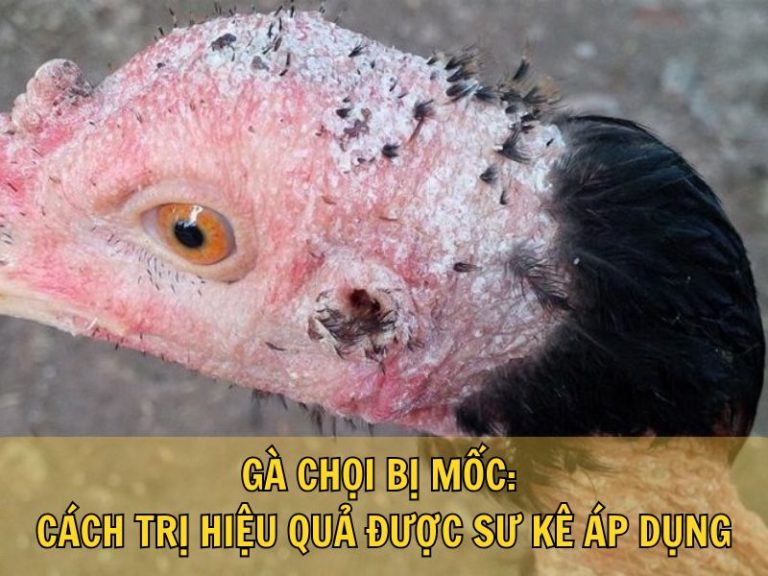Gà Chọi Bị Mốc: Cách Trị Hiệu Quả Được Sư Kê Áp Dụng