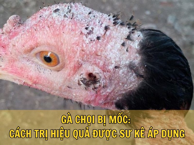 Gà Chọi Bị Mốc: Cách Trị Hiệu Quả Được Sư Kê Áp Dụng