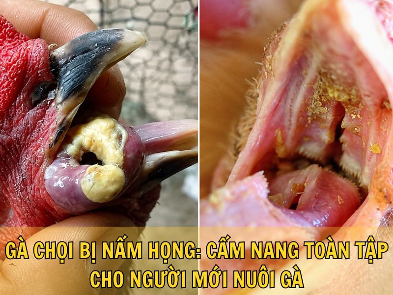 Gà Chọi Bị Nấm Họng: Cẩm Nang Toàn Tập Cho Người Mới Nuôi Gà