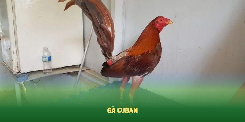 Cuban là giống gà đá sở hữu vóc dáng nhỏ gọn, thanh mảnh Cuban là giống gà đá sở hữu vóc dáng nhỏ gọn, thanh mảnh