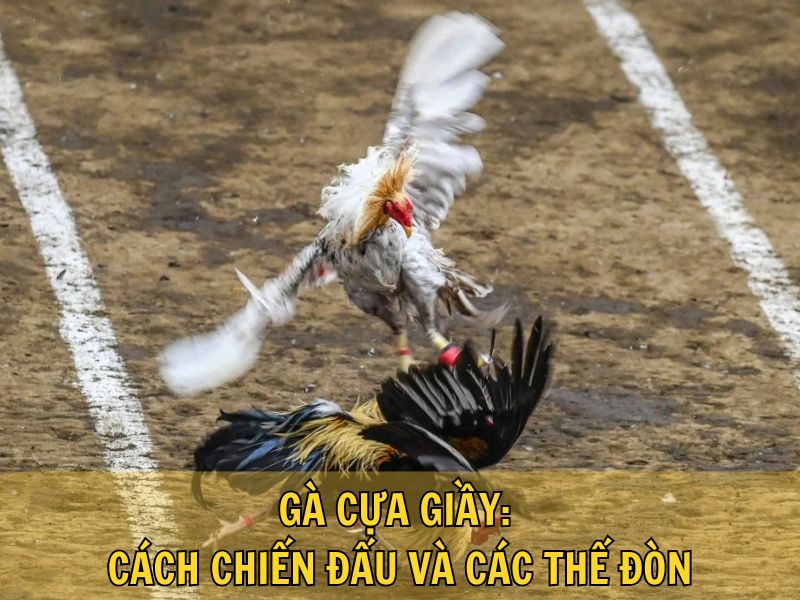 Gà Cựa Giầy: Cách Chiến Đấu Và Các Thế Đòn Gà Cựa Giầy: Cách Chiến Đấu Và Các Thế Đòn