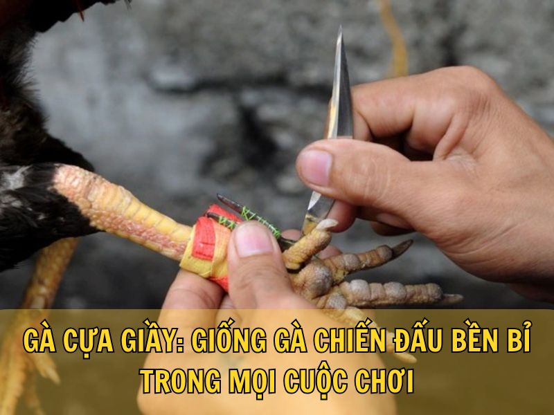 Gà Cựa Giầy: Giống Gà Chiến Đấu Bền Bỉ Trong Mọi Cuộc Chơi Gà Cựa Giầy: Giống Gà Chiến Đấu Bền Bỉ Trong Mọi Cuộc Chơi