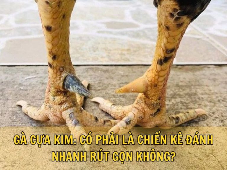 Gà Cựa Kim: Có Phải Là Chiến Kê Đánh Nhanh Rút Gọn Không?