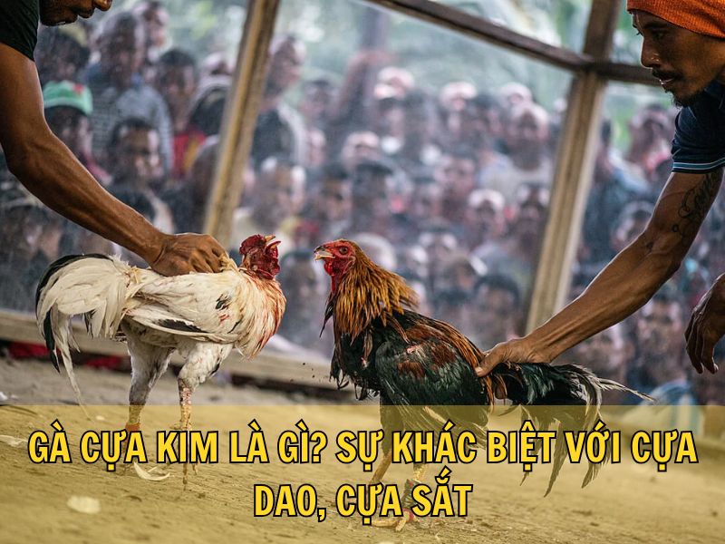 Gà Cựa Kim Là Gì? Sự Khác Biệt Với Cựa Dao, Cựa Sắt