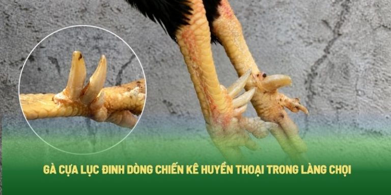 Gà Cựa Lục Đinh Dòng Chiến Kê Huyền Thoại Trong Làng Chọi
