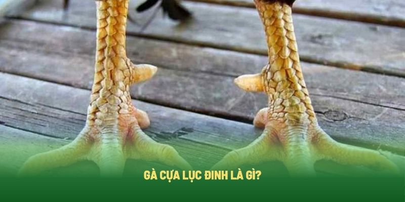 Gà Cựa Lục Đinh Là Gì?