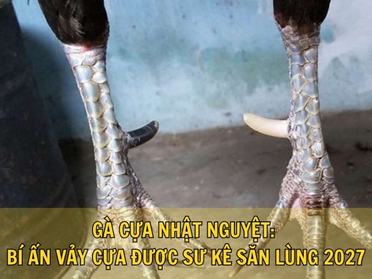 Gà Cựa Nhật Nguyệt: Bí Ẩn Vảy Cựa Được Sư Kê Săn Lùng 2027