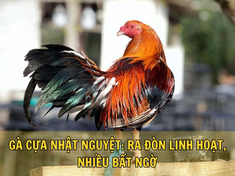 Gà Cựa Nhật Nguyệt: Ra Đòn Linh Hoạt, Nhiều Bất Ngờ
