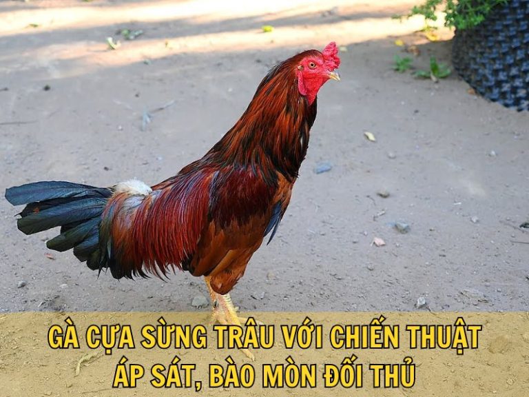 Gà Cựa Sừng Trâu Với Chiến Thuật Áp Sát, Bào Mòn Đối Thủ
