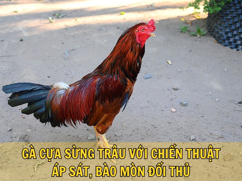 Gà Cựa Sừng Trâu Với Chiến Thuật Áp Sát, Bào Mòn Đối Thủ