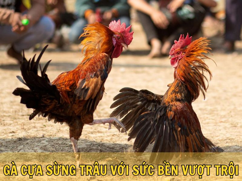 Gà Cựa Sừng Trâu Với Sức Bền Vượt Trội