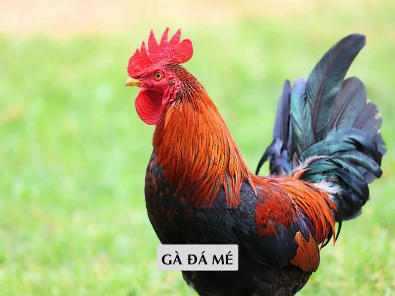Gà đá mé
