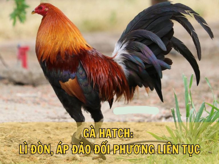 Gà Hatch: Lì Đòn, Áp Đảo Đối Phương Liên Tục Ngay Từ Đầu