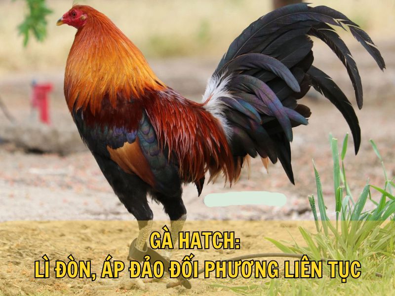 Gà Hatch: Lì Đòn, Áp Đảo Đối Phương Liên Tục Ngay Từ Đầu