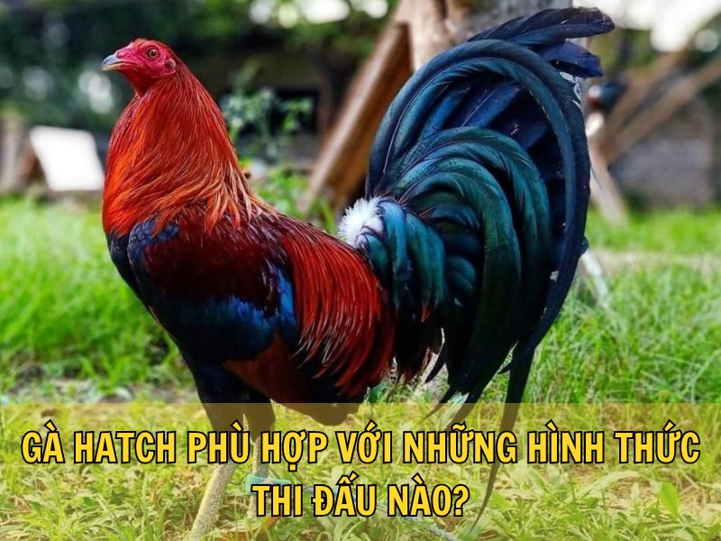Gà Hatch Phù Hợp Với Những Hình Thức Thi Đấu Nào?