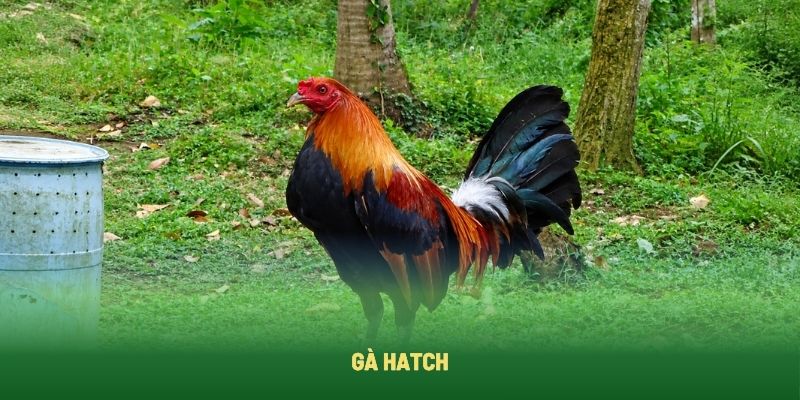 Gà Hatch sở hữu lực đá sâu và dũng mãnh Gà Hatch sở hữu lực đá sâu và dũng mãnh