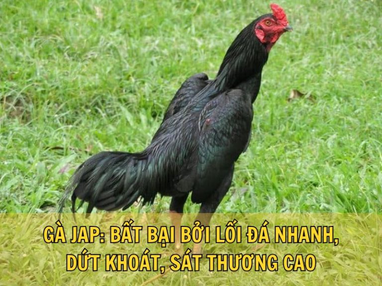 Gà Jap: Bất Bại Bởi Lối Đá Nhanh, Dứt Khoát, Sát Thương Cao