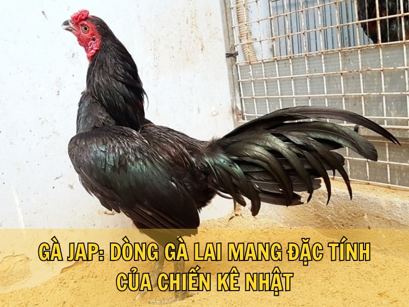 Gà Jap: Dòng Gà Lai Mang Đặc Tính Của Chiến Kê Nhật Gà Jap: Dòng Gà Lai Mang Đặc Tính Của Chiến Kê Nhật