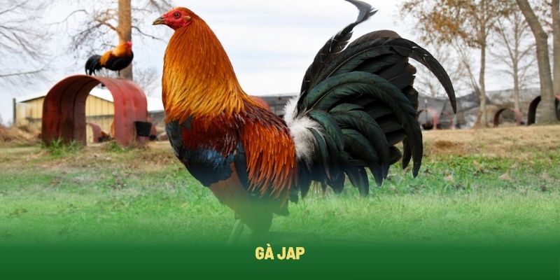 Gà Jap sở hữu đồ lì lợm cao trong danh sách các giống gà đá hay nhất Gà Jap sở hữu đồ lì lợm cao trong danh sách các giống gà đá hay nhất