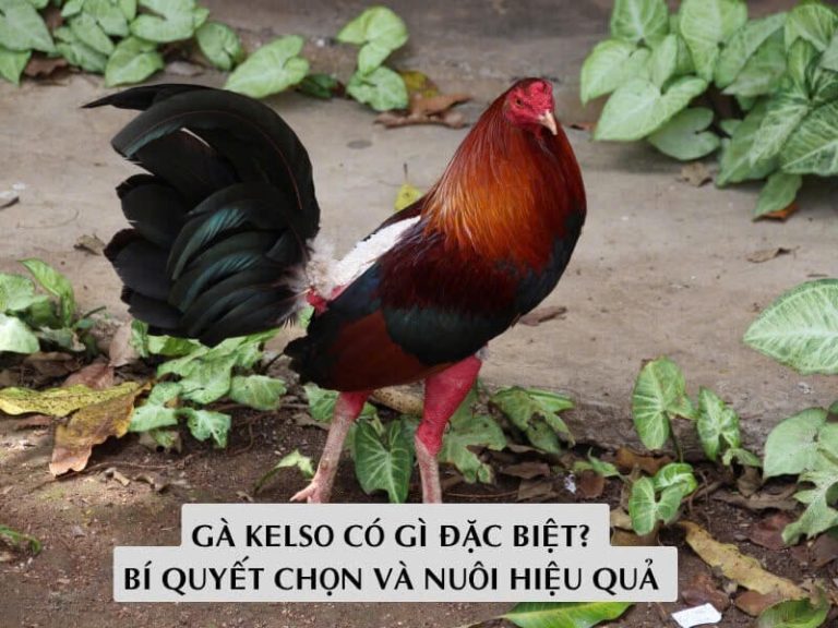 Gà kelso có gì đặc biệt bí quyết chọn và nuôi hiệu quả