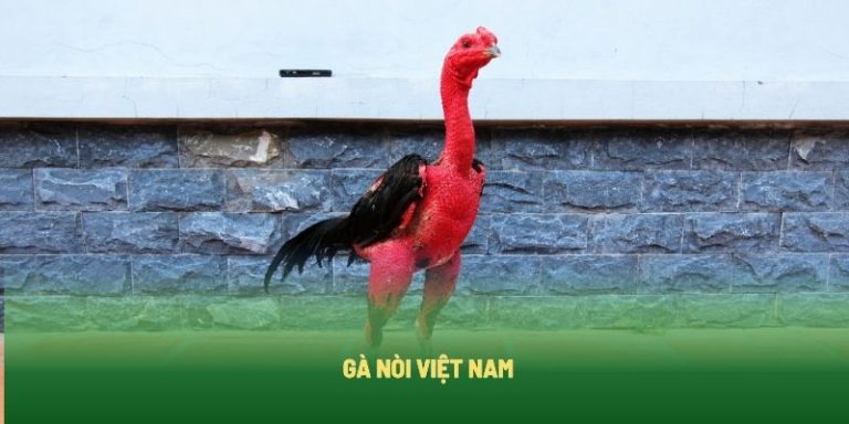 Gà nòi Việt Nam có bộ xương vững chắc và lỗi đá sâu