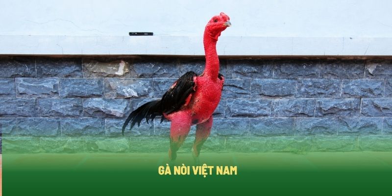 Gà nòi Việt Nam có bộ xương vững chắc và lỗi đá sâu Gà nòi Việt Nam có bộ xương vững chắc và lỗi đá sâu