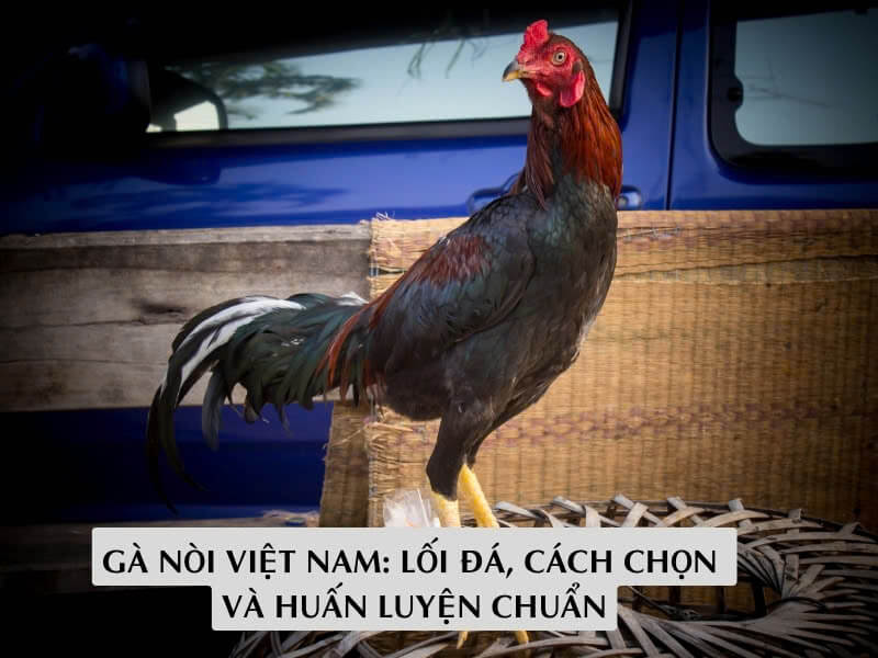 Gà nòi Việt Nam, lối đá cách chọn và huấn luyện chuẩn