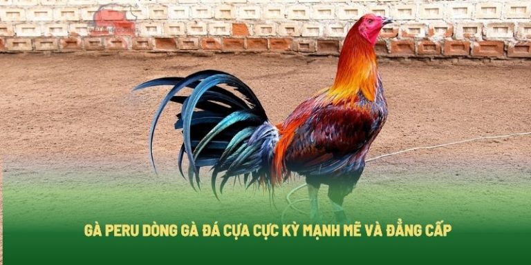 Cách chọn giống gà chọi Peru chuẩn nhất