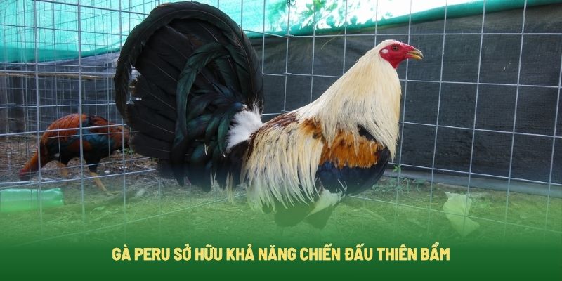 Gà Peru sở hữu khả năng chiến đấu dũng mãnh và kiên trì Gà Peru sở hữu khả năng chiến đấu dũng mãnh và kiên trì