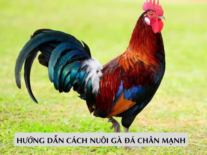 Hướng Dẫn Cách Nuôi Gà Đá Chân Mạnh 