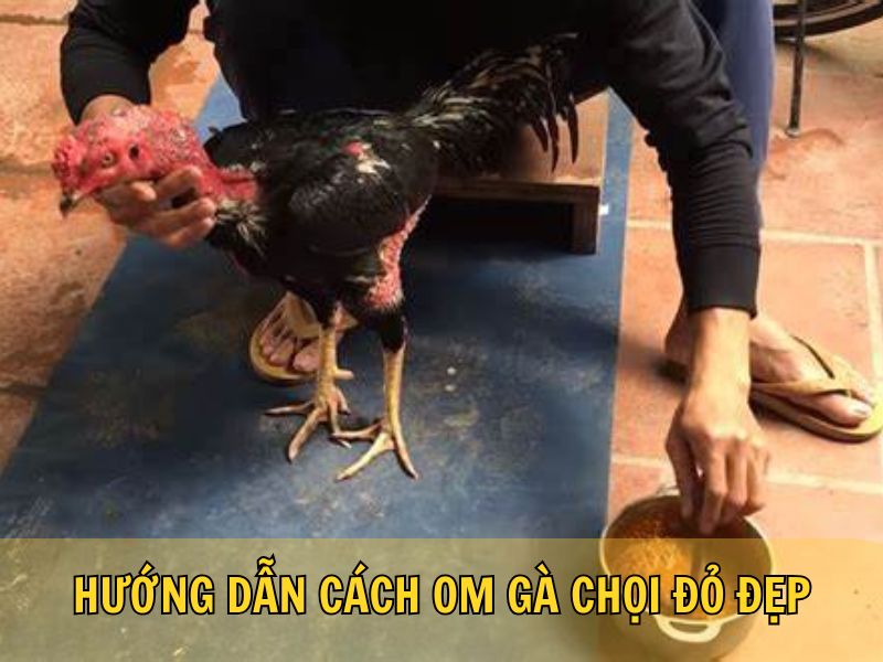Hướng Dẫn Cách Om Gà Chọi Đỏ Đẹp Hướng Dẫn Cách Om Gà Chọi Đỏ Đẹp