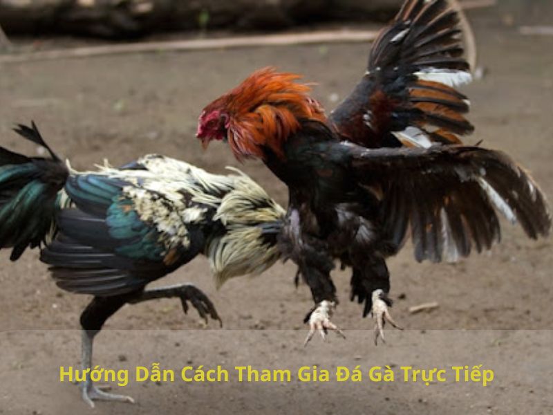 Hướng Dẫn Cách Tham Gia Đá Gà Trực Tiếp